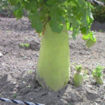 野菜の花