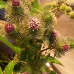 野菜の花